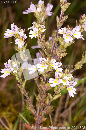 Image of Blossoms