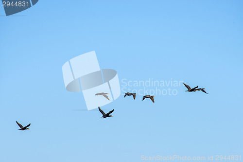 Image of Cormorants on the sky