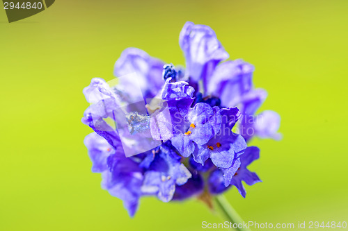 Image of Lavender with blurred background