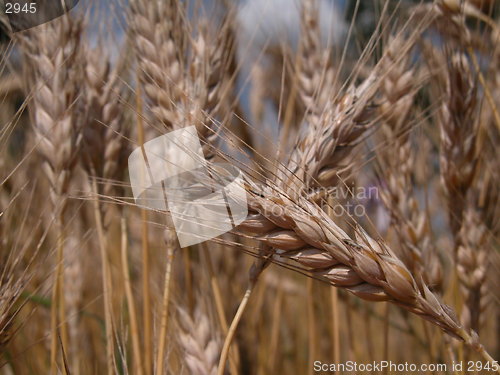 Image of cornfield