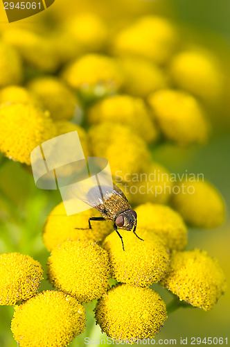 Image of Tanacetum vulgare