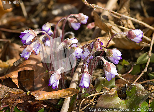 Image of Hepatica nobilis