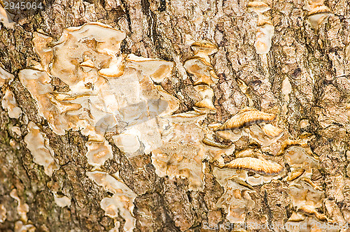 Image of Polypore