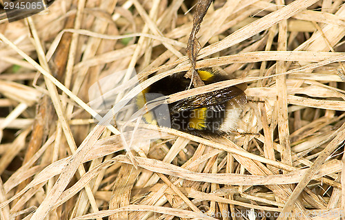 Image of Bee