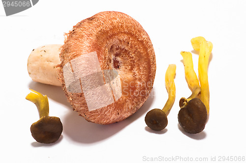 Image of Mushrooms