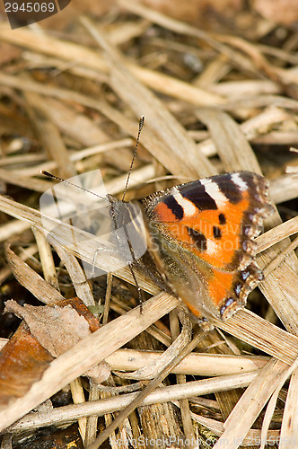 Image of Nymphalis urticae