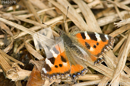 Image of Nymphalis urticae