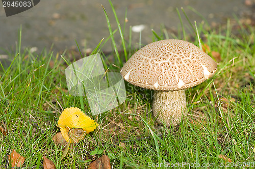 Image of Mushroom