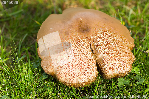 Image of Mushroom