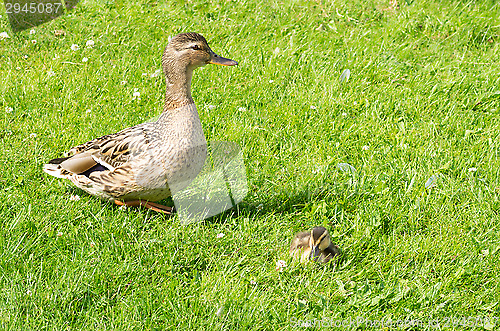 Image of Ducks