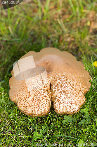 Image of Mushroom
