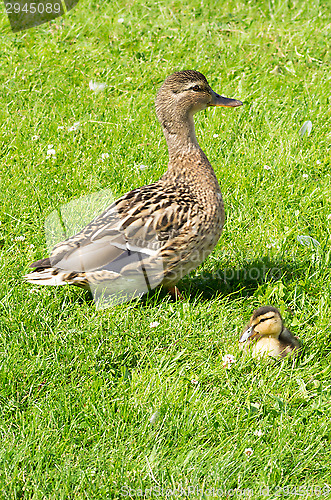 Image of Ducks