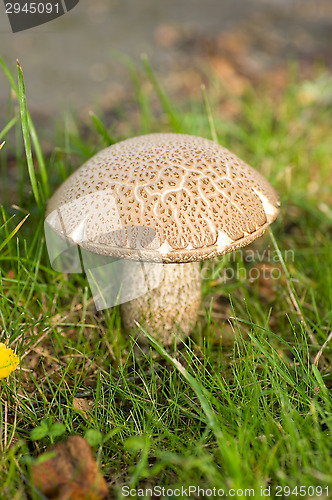 Image of Mushroom