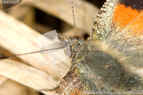 Image of Butterfly