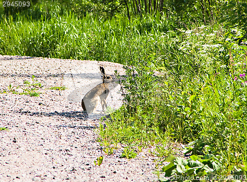 Image of Hare