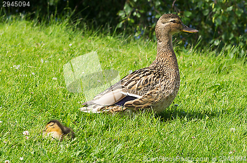 Image of Ducks