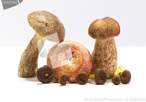 Image of Mushrooms