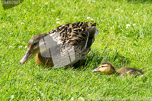 Image of Ducks