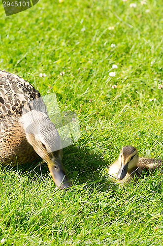 Image of Ducks