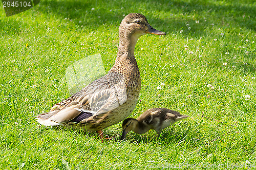 Image of Ducks