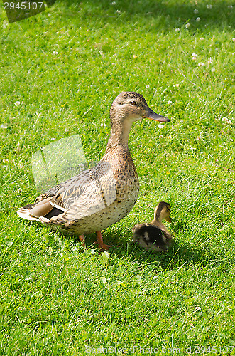 Image of Ducks