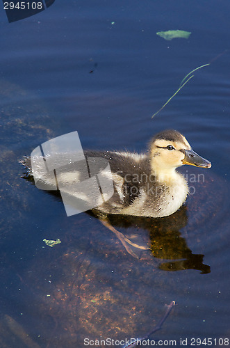 Image of Duck