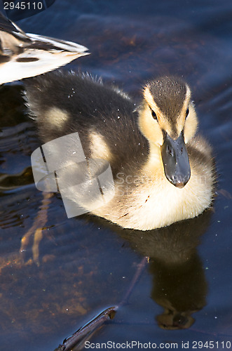 Image of Anas platyrhynchos