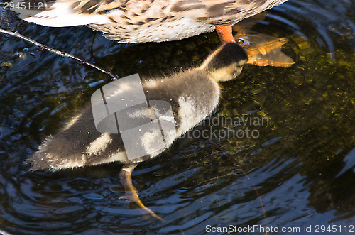 Image of Ducks