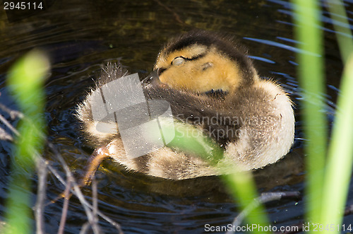 Image of Duck