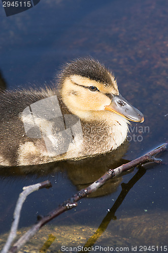 Image of Duck