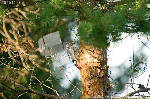 Image of Dendrocopos major