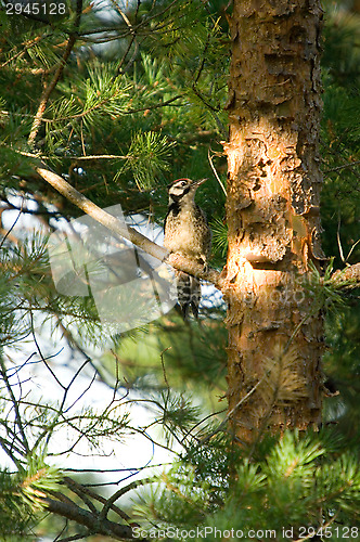 Image of Woodpecker