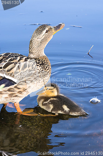 Image of Ducks