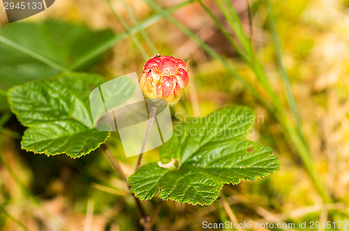 Image of Cloudberry