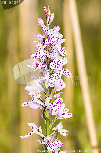 Image of Flowers