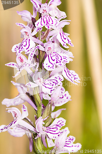 Image of Blossoms