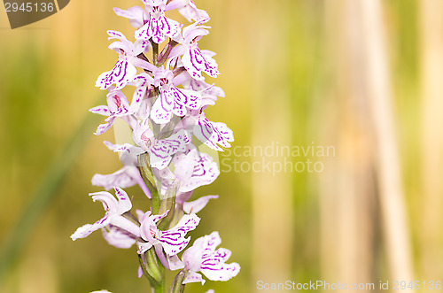 Image of Blossoms