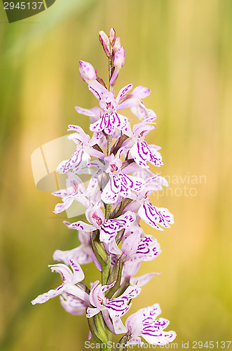 Image of Blossoms