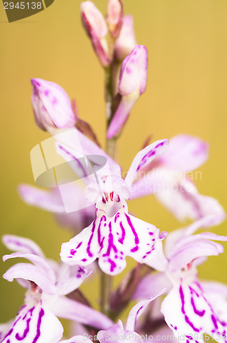 Image of Blossoms