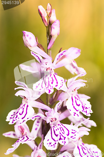 Image of Blossoms