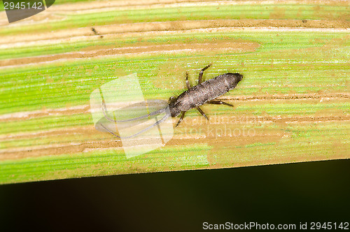 Image of Maggot