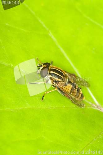 Image of Hoverfly