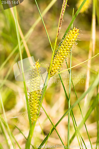 Image of Flowers