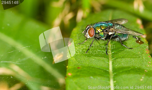Image of Fly
