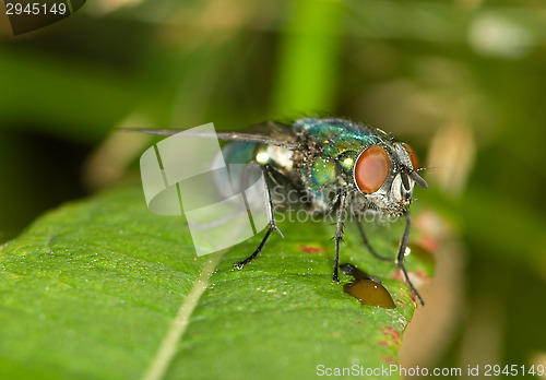 Image of Fly