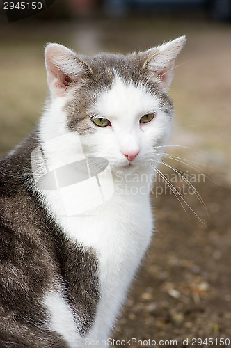 Image of Domestic cat