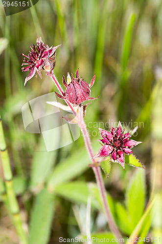 Image of Flowers