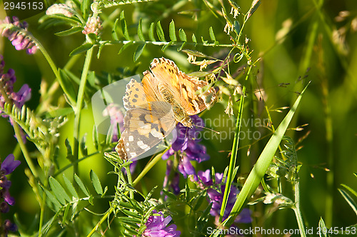 Image of Butterfly