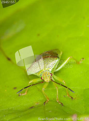 Image of Heteroptera