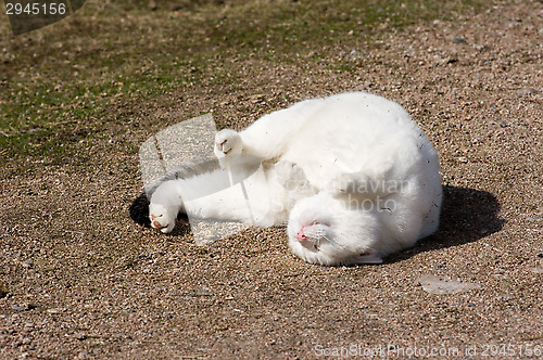 Image of Cat